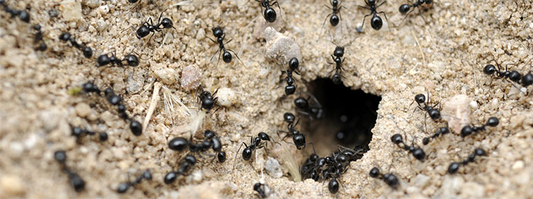 London Ant Experts