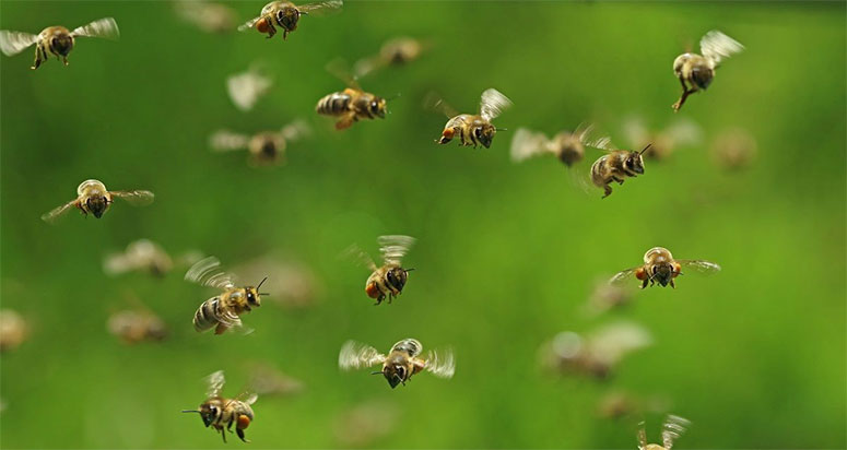 London Bee Control Experts