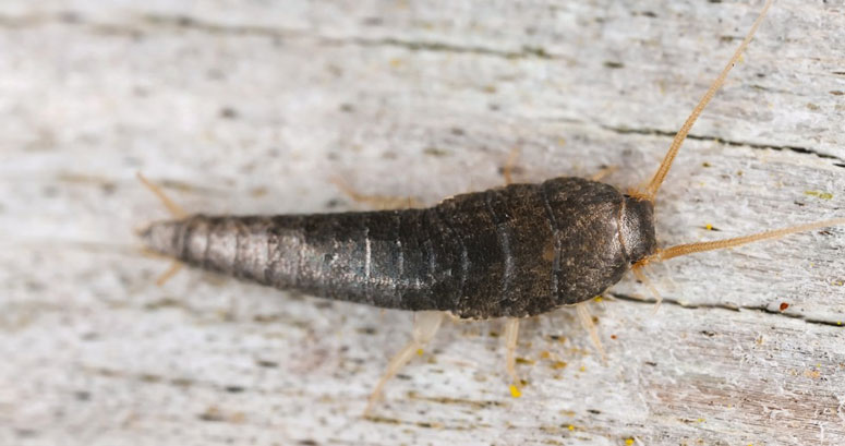 London Silverfish Control Experts