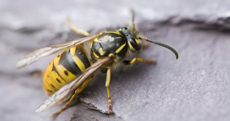 London Wasp Control Experts
